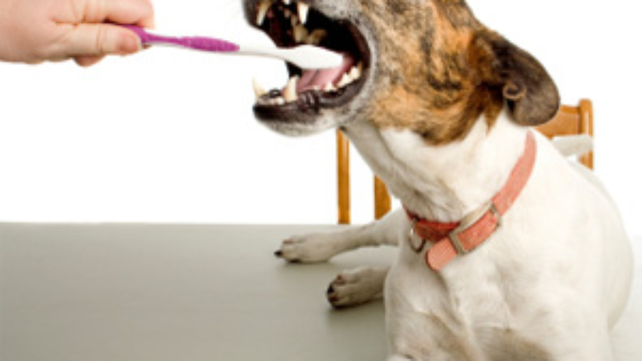 tanden-poetsen-hond